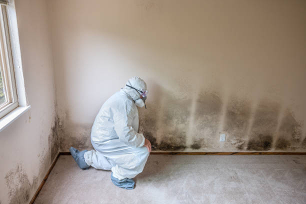 Mold Documentation for Insurance Claims in Llano, TX